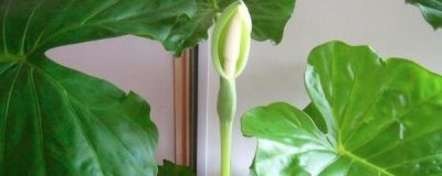 千手观音绿植怎么养 千手观音的养护技巧