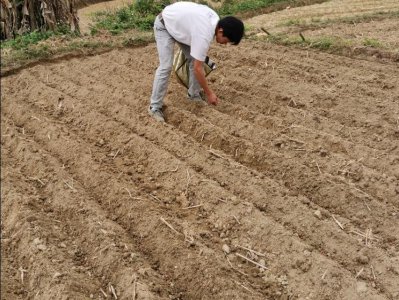 花生什么时候种植最好 种花生步骤和过程