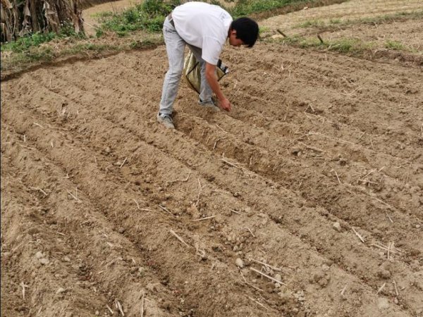 花生什么时候种植最好