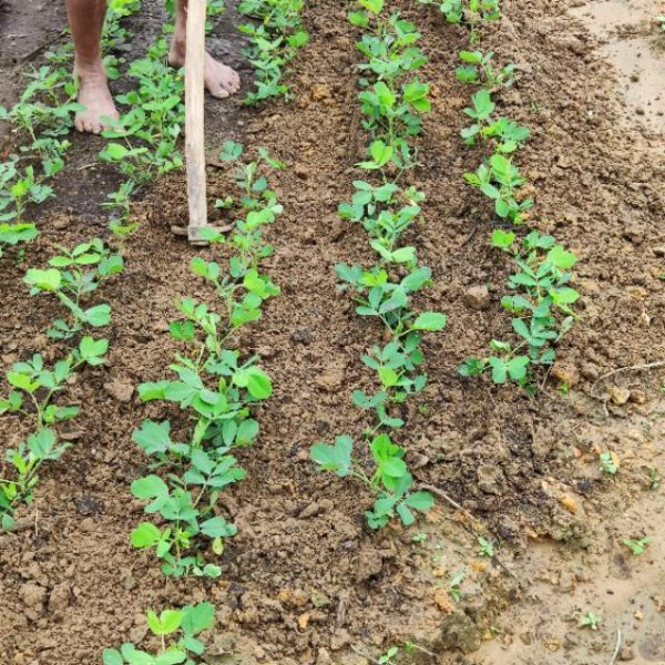 花生什么时候种植最好