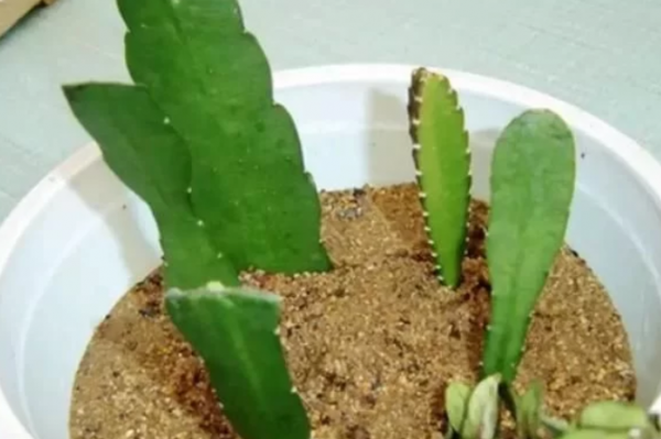 令箭荷花怎么养才能开花