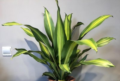 怎样养好巴西木 详解巴西木的养护技巧