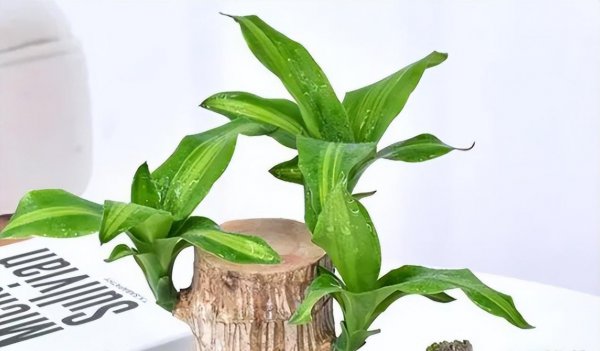 怎样养好巴西木