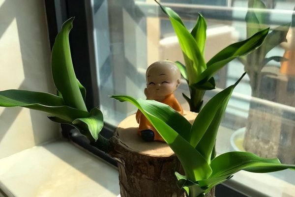 怎样养好巴西木