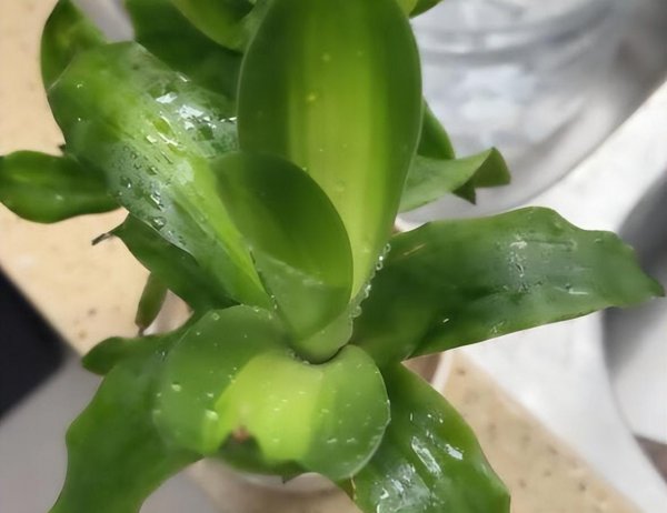 怎样养好巴西木