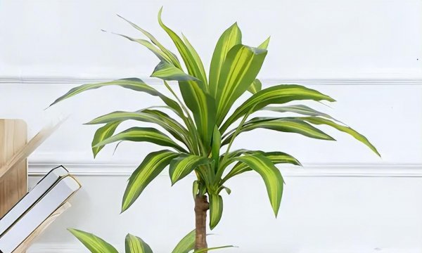 怎样养好巴西木