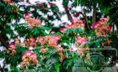 合欢花什么季节开花 观赏合欢花花期简介