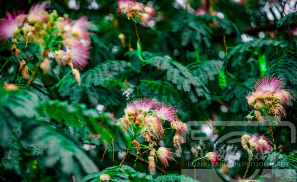 合欢花什么季节开花