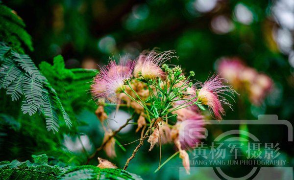 合欢花什么季节开花