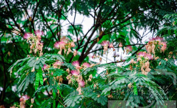 合欢花什么季节开花