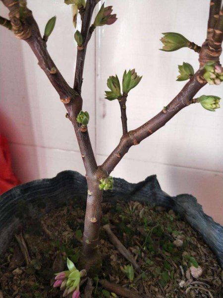 金边瑞香怎么养才能开花