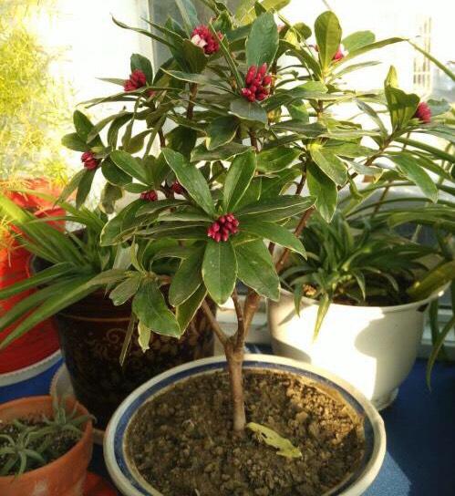 金边瑞香怎么养才能开花