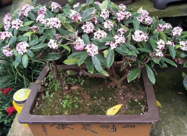 金边瑞香怎么养才能开花