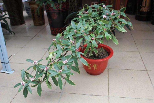 金边瑞香怎么养才能开花