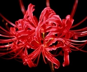 彼岸花的花语是什么 彼岸花的寓意与象征