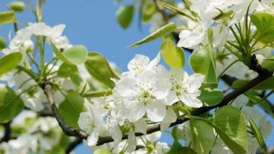 梨花什么季节开放 观赏梨花花期简介