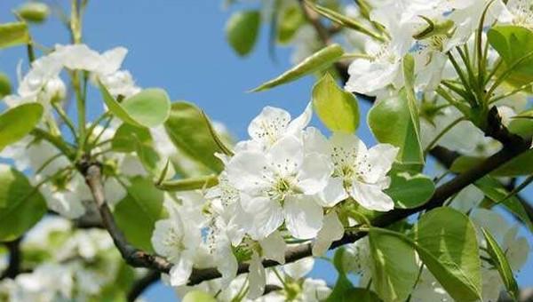 梨花什么季节开放