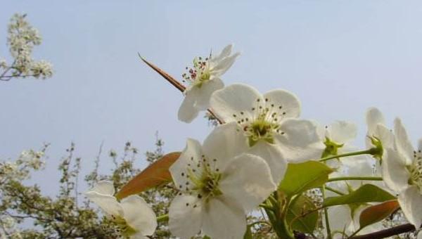 梨花什么季节开放