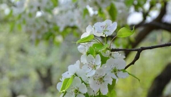 梨花什么季节开放