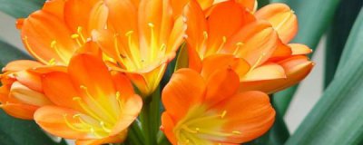 君子兰怎么养才能开花 君子兰日常养护知识