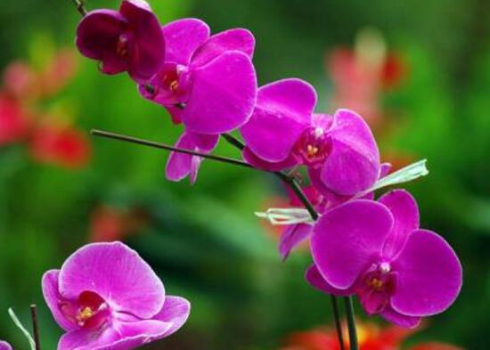 蝴蝶兰开花时间是几点