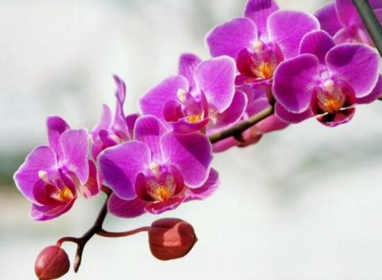 蝴蝶兰开花时间是几点