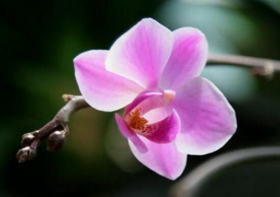 蝴蝶兰开花时间是几点