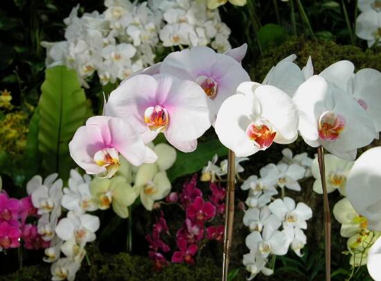 蝴蝶兰开花时间是几点
