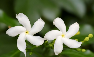 风车茉莉怎么养才开花 教你正确养护风车茉莉