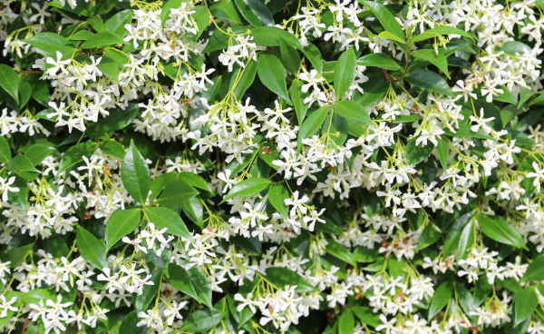 风车茉莉怎么养才开花