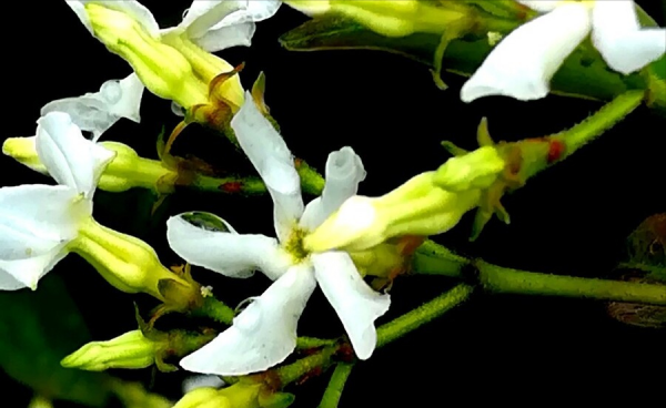 风车茉莉怎么养才开花