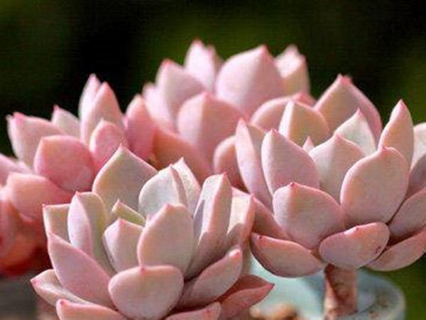 多肉水浇多了如何补救