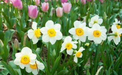 水仙花什么时候开花 有关水仙花的花期介绍