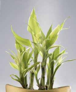 耐阴的室内植物有哪些 十大客厅耐阴绿植排名