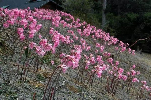 石蒜科花卉有哪些