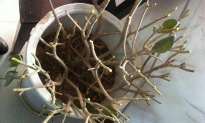 非洲茉莉怎么养才开花 非洲茉莉的养殖方法及修剪