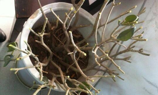 非洲茉莉怎么养才开花