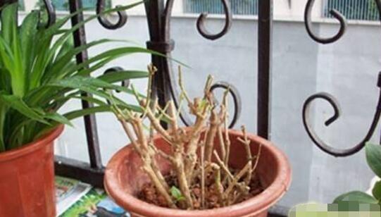 非洲茉莉怎么养才开花