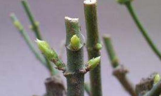 非洲茉莉怎么养才开花