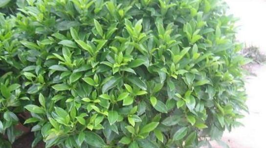 非洲茉莉怎么养才开花