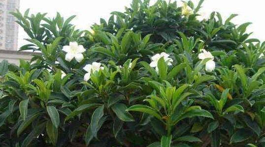 非洲茉莉怎么养才开花