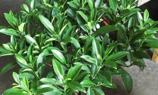 非洲茉莉怎么养才开花