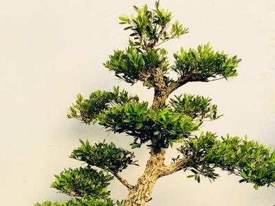 小赤楠木怎么养才能开花
