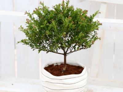 小赤楠木怎么养才能开花