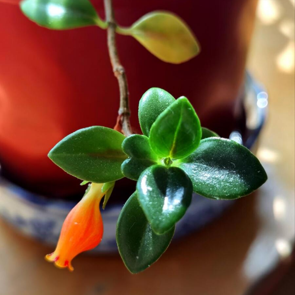 金鱼花怎么养才能开花