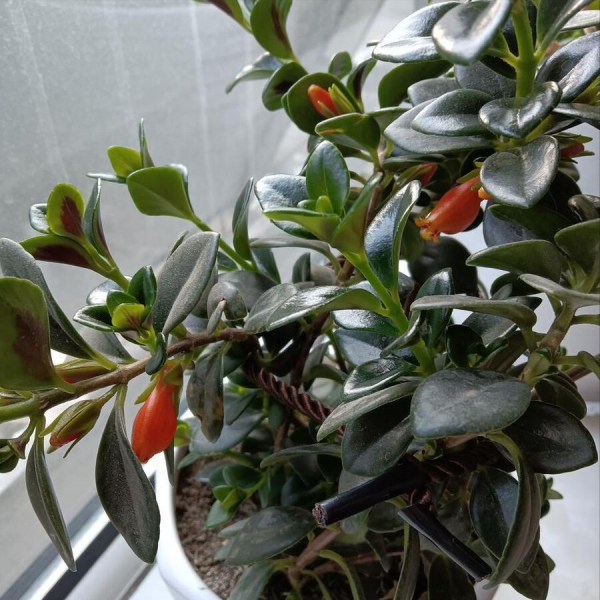 金鱼花怎么养才能开花