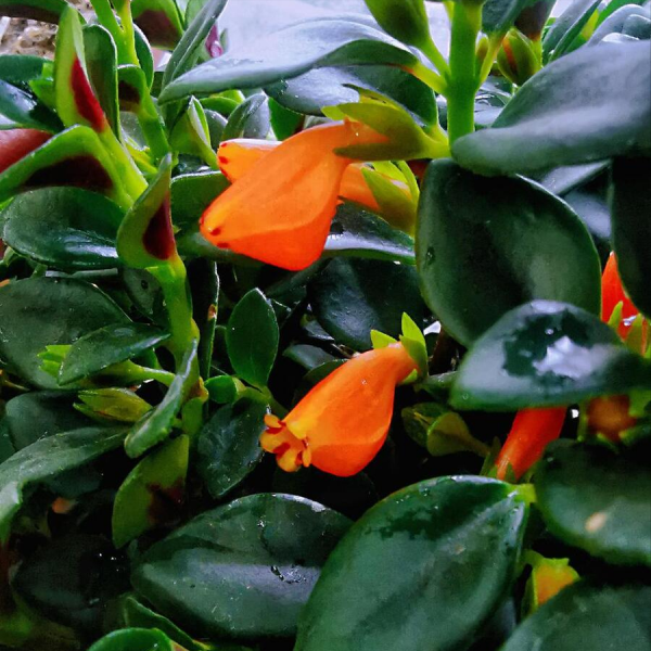 金鱼花怎么养才能开花