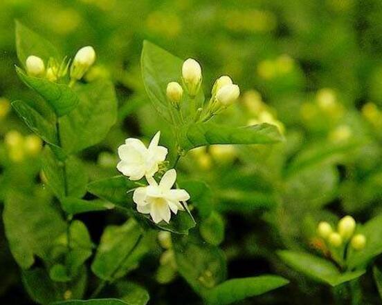 茉莉花的花期有多长时间