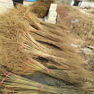 石榴树苗哪种品种最好 石榴树苗的品种介绍