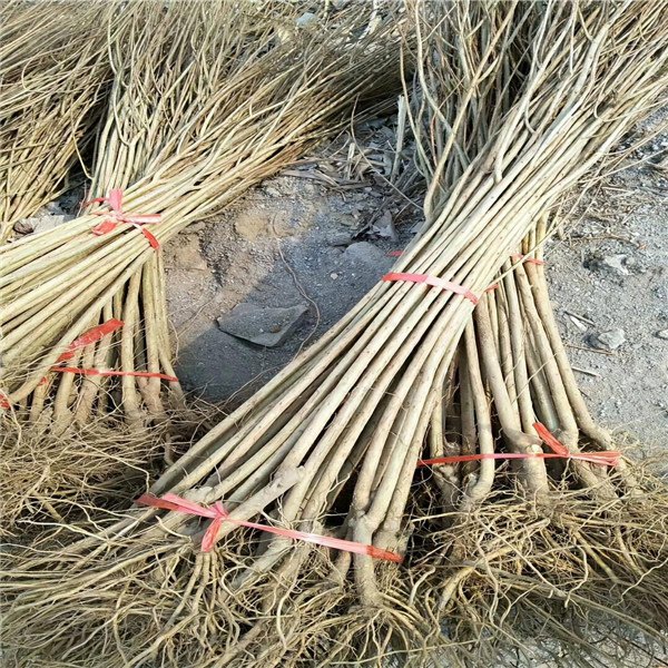 石榴树苗哪种品种最好
